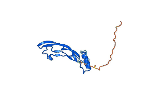 BMP8A, N-His, recombinant protein