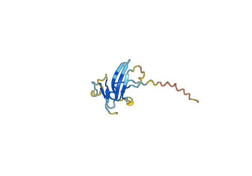 BMPR2, N-His, recombinant protein