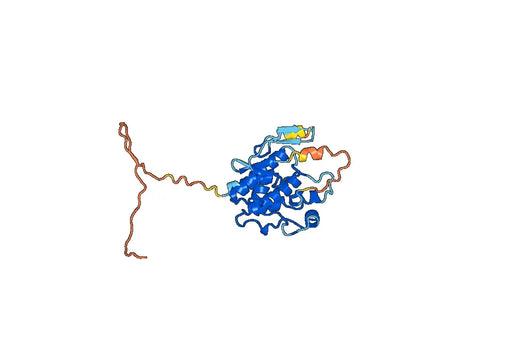 BRAF, N-His, recombinant protein