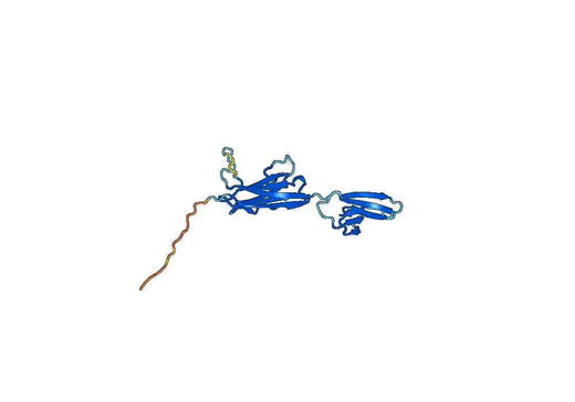 BSG recombinant protein