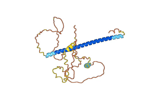 c-JUN Protein - Transcription factor AP-1(JUN)