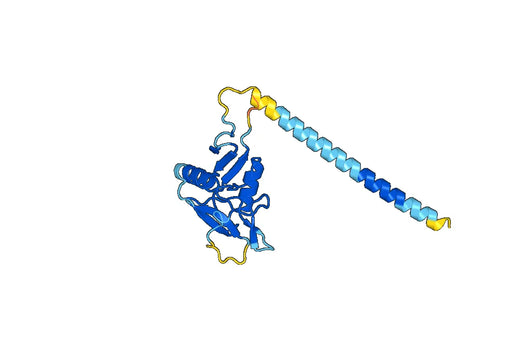 C-type lectin domain family 9 member A(CLEC9A)