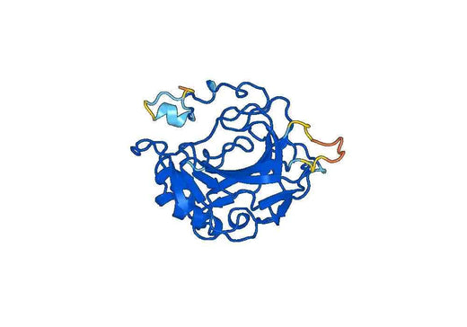 CA4, N-His, recombinant protein