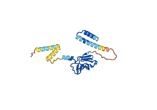 CACYBP, N-His, recombinant protein