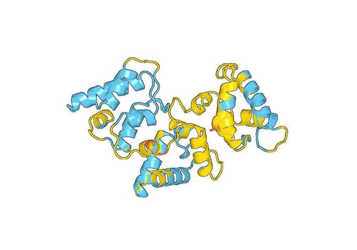 Calbindin (CALB1)