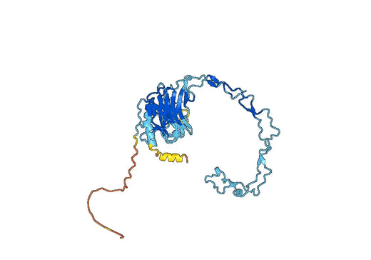 Calnexin(CANX)