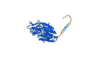Capromab Biosimilar - Anti-FOLH2 mAb - Research Grade
