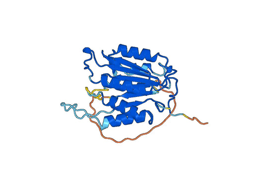 CASP3 / Caspase-3, N-His, recombinant protein