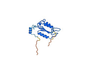 Caspase-1(CASP1)