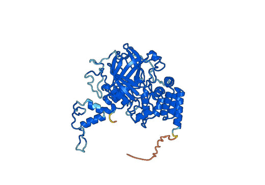 CAT Protein - Catalase(CAT)