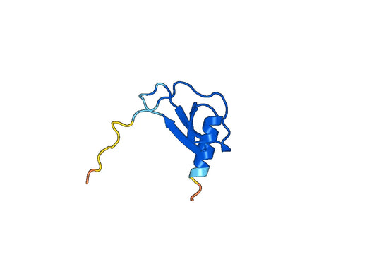 CCL2 / MCP-1, N-His, recombinant protein
