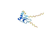 CCL28 / MEC, N-His, recombinant protein