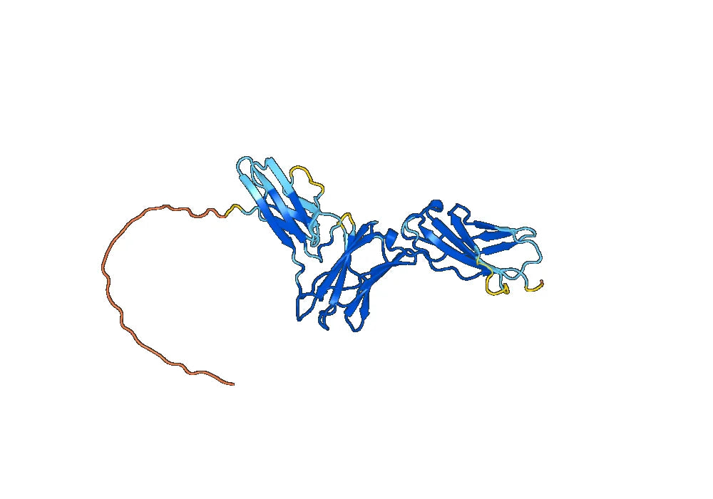 CD116 / CSF2RA, C-His, recombinant protein