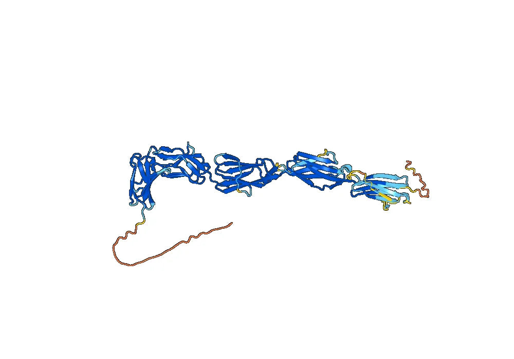 CD117 Recombinant Protein