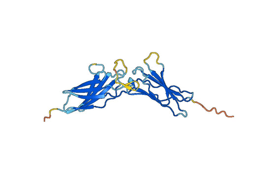 CD119 / IFNGR1, N-His, recombinant protein