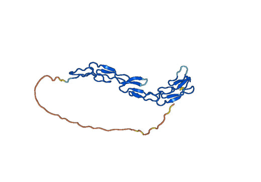 CD120b / TNFRSF1B / TNFR2, N-His, recombinant protein