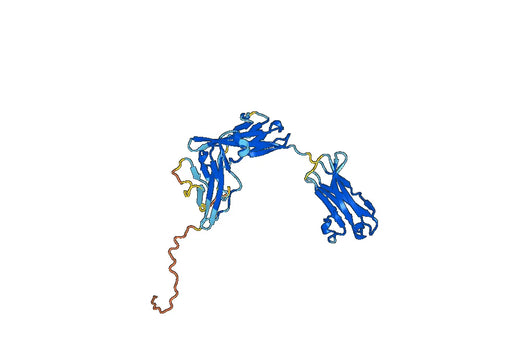 CD121b Recombinant Protein