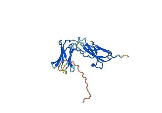 CD122 / IL2RB, C-His, recombinant protein