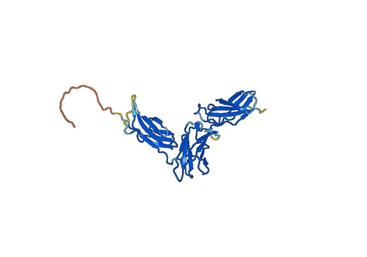 CD125 / IL5RA, C-His, recombinant protein