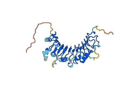 CD14, C-His, recombinant protein