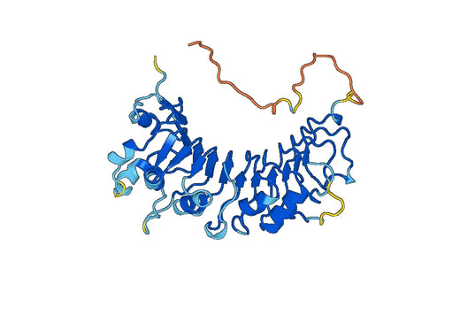 CD14, N-His, recombinant protein