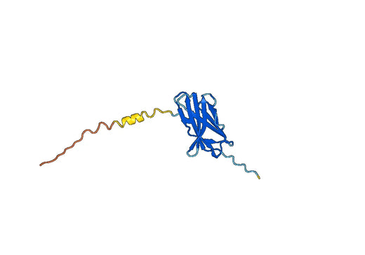 CD152 / CTLA4, C-His, recombinant protein