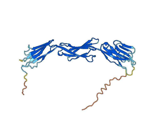 CD155/PVR, C-His, recombinant protein