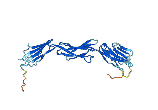 CD155 / PVR, N-His, recombinant protein