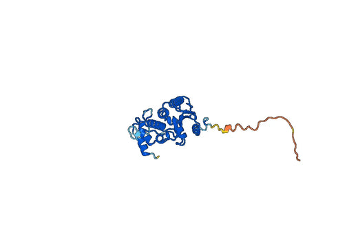 CD157 / BST1, N-His, recombinant protein