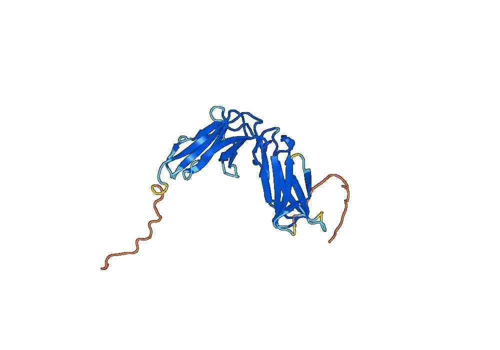 CD158a/KIR2DL1, C-His, recombinant protein