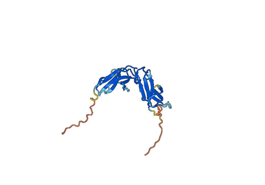 CD158b2 / KIR2DL3, C-Fc, recombinant protein