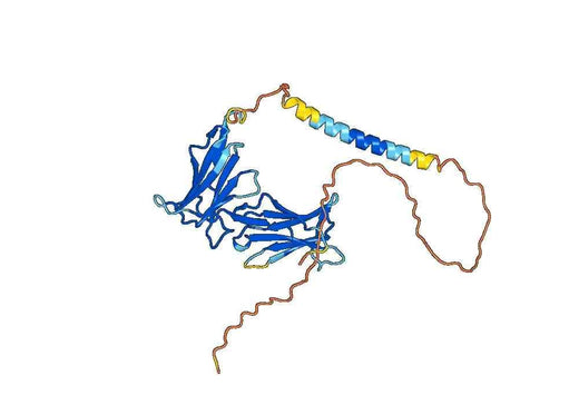 CD158b2/KIR2DL3, N-GST, recombinant protein
