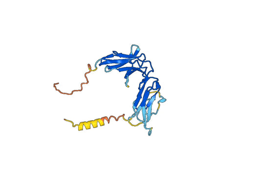 CD158d / KIR2DL4, C-Fc, recombinant protein