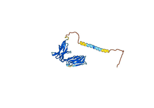 CD158i / KIR2DS4, N-His, recombinant protein