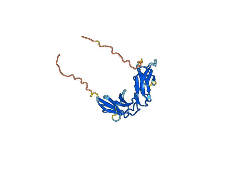 CD158j / KIR2DS2, C-Fc, recombinant protein