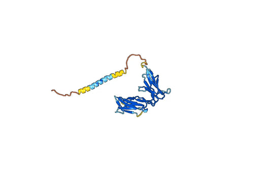 CD158j / KIR2DS2, N-GST, recombinant protein