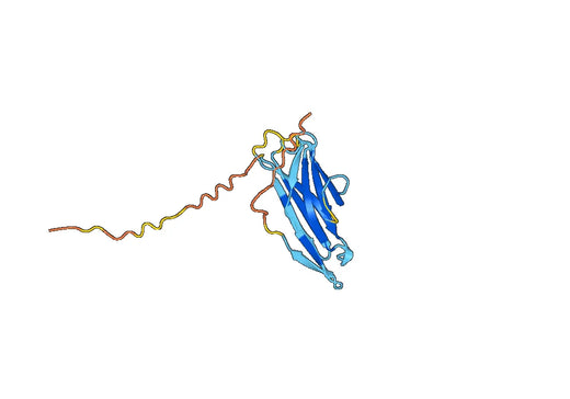 CD160 antigen(1-158)