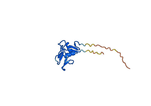 CD161 / KLRB1, N-Fc, recombinant protein