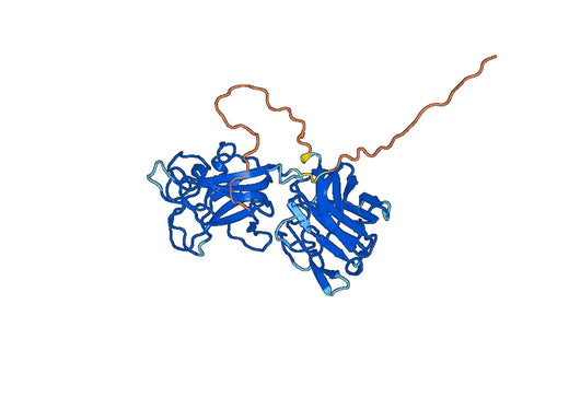 CD167b / DDR2, C-His, recombinant protein