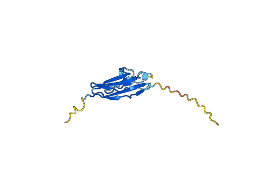 CD171 / L1CAM, N-His, recombinant protein