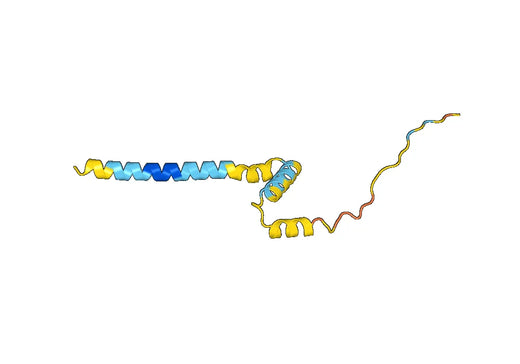 CD197 / CCR7, N-His, recombinant protein