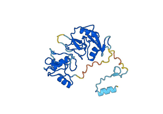 CD206 / MRC1, N-His, recombinant protein