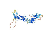 CD223 / LAG3, N-His, recombinant protein