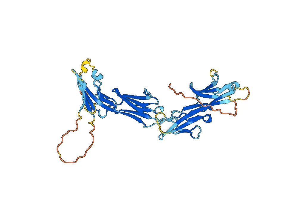CD223 / LAG3, N-His, recombinant protein