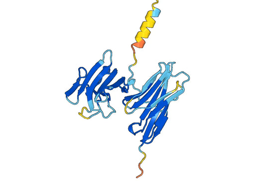 CD226 Recombinant Protein