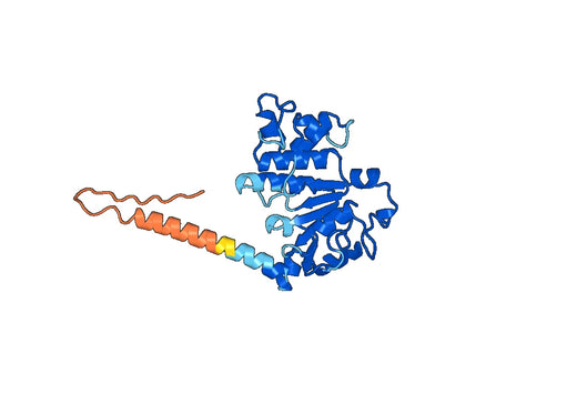 CD243 / ABCB1, N-GST, recombinant protein