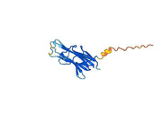 CD254 / RANKL / TNFSF11, N-Fc, recombinant protein