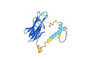 CD254 / RANKL / TNFSF11, N-His, recombinant protein
