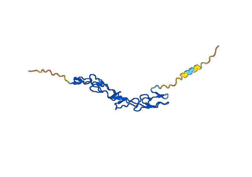 CD265 / TNFRSF11A, C-His, recombinant protein