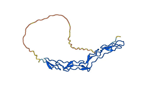 CD271 / NGFR, N-His, recombinant protein